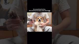 #коргипемброк #corgi #корж #corgiworld #собака #corgilife #коргищенки #видео #москва24