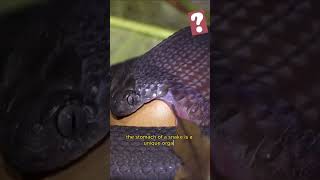 How Snakes Digest Whole Animals 😳 #wide #nature #shorts #snake #didyouknow