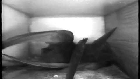 Drie gierzwaluwen vechten om plekje om te broeden.