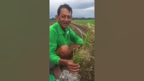 Basagran chuyên trừ cỏ lông heo vùng An Giang