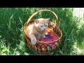 Kitten&#39;s hesitating steps in a grass