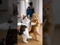 These cats are better dancers than me 😹 #shorts #funny #catlife