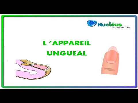 L&rsquo;appareil unguéal - L&rsquo;ongle - CAP et Bac Pro esthétique - Biologie