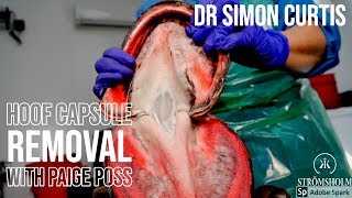 Removing a Horse's Hoof Capsule - Hoof Dissection with Paige Poss & Dr Simon Curtis screenshot 2