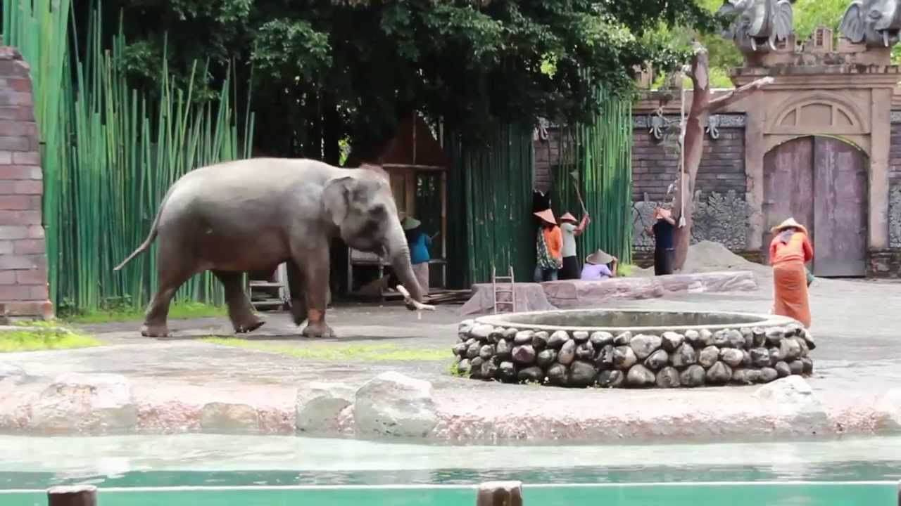 (HD) Elephant Show in Bali Safari and Marine Park - YouTube