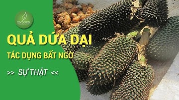 Qủa dứa dại - Vị thuốc tốt cho người sỏi thận và nhiều công dụng quý cực bất ngờ
