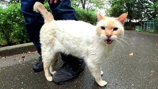 A white cat wet from the rain rubs its body against a human's leg