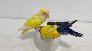 Three Little Birds Rush To Eat Hand-Raised Parrots😍🦜Lovely Parrot