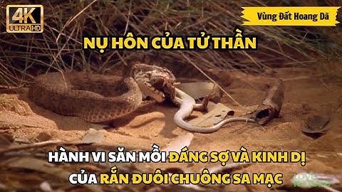 💥NỤ HÔN CỦA TỬ THẦN - HÀNH VI SĂN MỒI ĐÁNG SỢ VÀ KINH DỊ CỦA RẮN ĐUÔI CHUÔNG SA MẠC #thegioidongvat