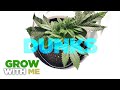 Holy grail of feeding cannabis  weed  the dunk technique  how to  when to feed nutrients  water