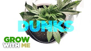 HOLY GRAIL of feeding Cannabis \& Weed - The DUNK Technique - How to \& When to Feed Nutrients \& Water