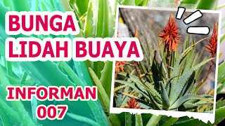 MANFAAT BUNGA LIDAH BUAYA