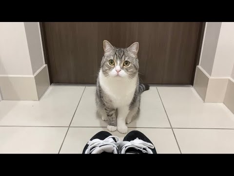 甘えんぼ猫が「行くな」と通せんぼするので今日は仕事をサボりますw