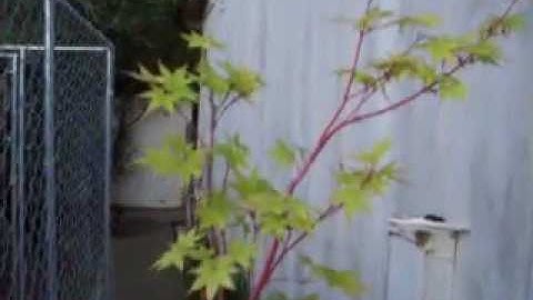 Coral Bark Japanese Maple Bonsai Starter part 1