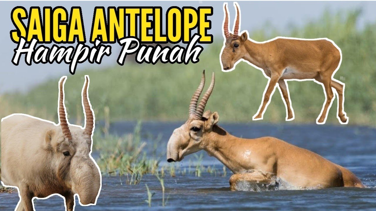 Mengenal Saiga Antelope Hewan  Unik  Yang  Hampir Punah  YouTube