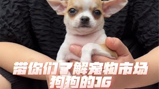 宠物市场看，吉娃娃，柴犬，约克夏