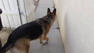 Trash Man Max The German Shepherd