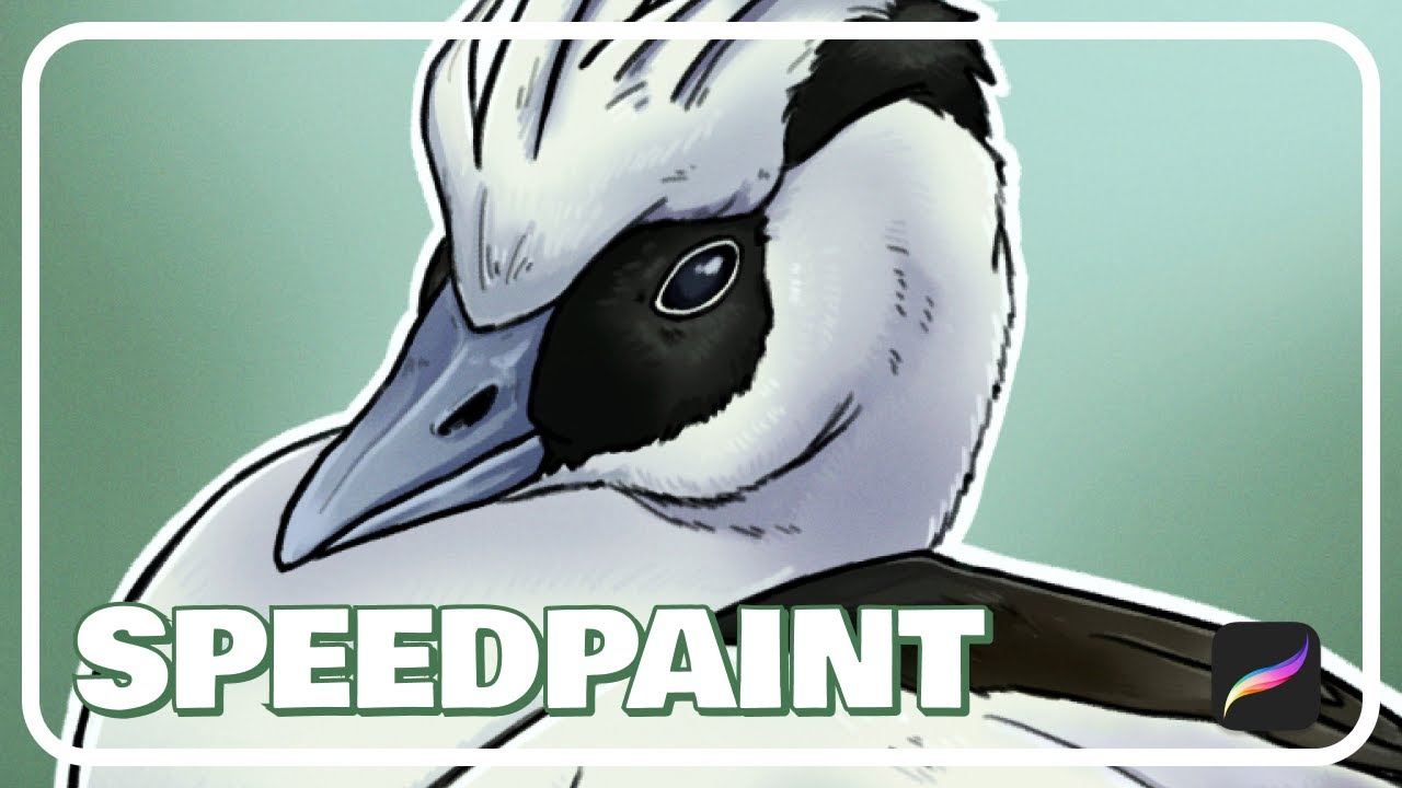 Smew Duck // Procreate
