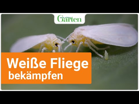 Video: Ammoniak Der Weißen Fliege: Ammoniak Der Weißen Fliege Im Gewächshaus Und Im Freiland Auf Tomaten Und Kohl, Auf Erdbeeren Und Gurken. Wie Verdünnt Man Ammoniak?