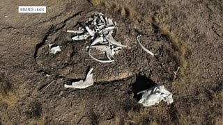 Desert turns into dumping ground, raising concerns over trash and dead animals