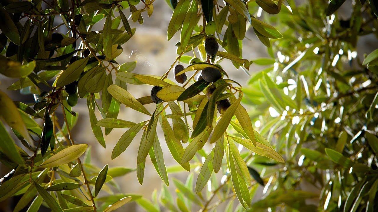 Malti-Kulturali: Flora u Fawna - Is-Siġra taż-Żebbuġ (The Olive Tree)