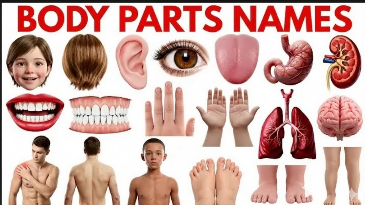 Body parts Name for kids | Name of Body Parts in English with Pictures | Parts of Body #bodyparts 