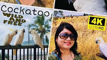 Cockatoo Documentary (Sulphur Crested Cockatoo) Australia π¦πΊ #cockatoo #birds #wildlife #australia