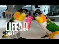 Life with Caique Parrots Part 2