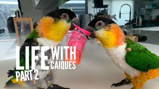 Life with Caique Parrots Part 2