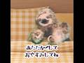 これが流れてきたら、あたたかくしておやすみしてね🦥#デジタルデトックス