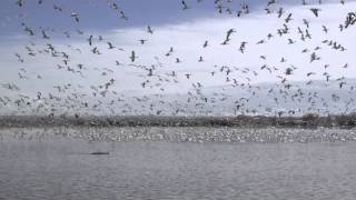 geese thousands taking