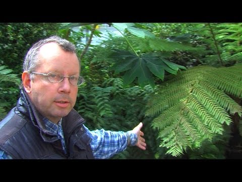 Video: Staghorn sõnajala talvine hooldus – kuidas ravida hirvesõnajala talvel