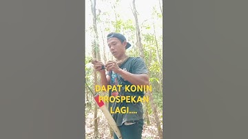 Mikat burung konin di kebum karet dapat yang prospek...