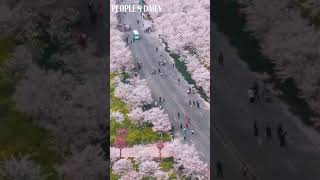 Cherry blossoms are in full bloom at Fengle Cherry Blossom Park in Zhengzhou