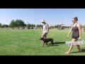 out of control lab mix No Leash Program at All-American K-9 Phoenix, AZ out of control lab mix No Leash Program at All-American K-9 Phoenix, AZ