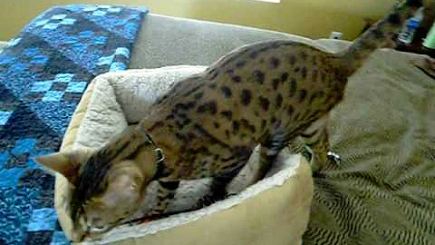 Watch the video about F3 Savannah Cat, Desi (small female)