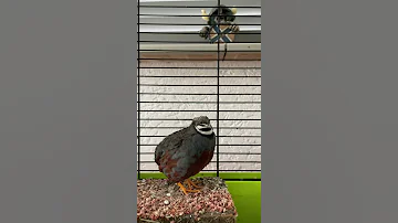 Geluid Chinese Dwergkwartel Sound Chinese King Quail Male 