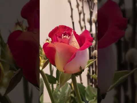 Free deep relaxation meditation