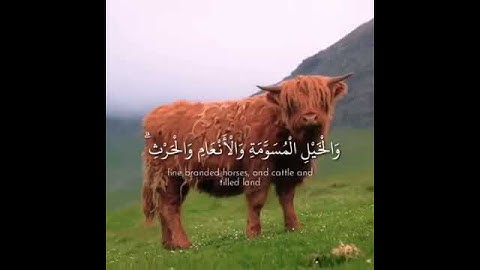 زين للناس حب الشهوات القارئ عبد الرحمن. مسعد