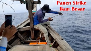 Gila!! Panen Strike Ikan Besar Membuat Pemancing Sampai Kewalahan || Mancing di Laut || Best Fishing