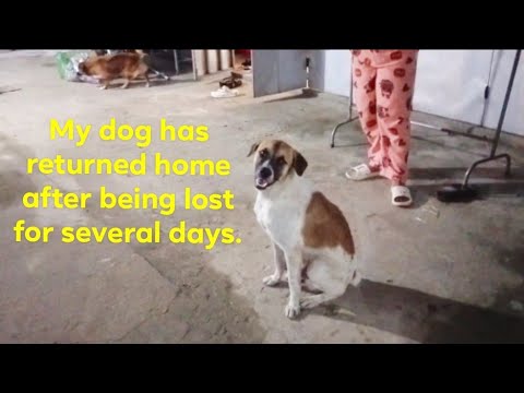 My dog has returned home after being lost for several days.🙏🙏😆😆 - YouTube