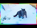 Кот Шерлок первый раз видит снег Смешные животные🐱🐈❄️