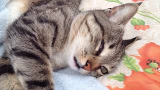 Моя одноглазая кошка во время сна выглядит как жмурик / My one-eyed cat during sleep looks like dead Моя одноглазая кошка во время сна выглядит как жмурик / My one-eyed cat during sleep looks like dead