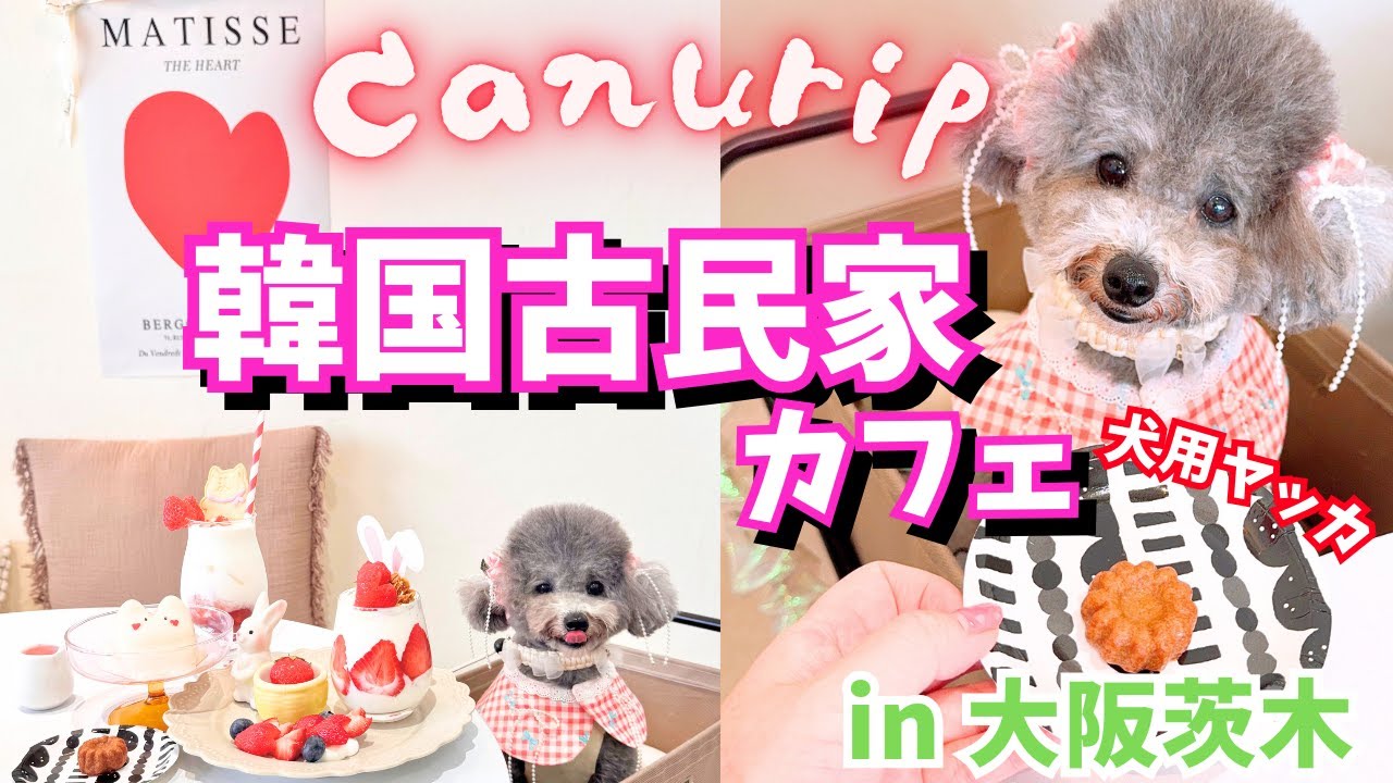 【最新】犬同伴OK！韓国っぽ古民家カフェ 🐶💕いちごスイーツが 可愛すぎて大優勝 / 大阪茨木市　お子様連れも必見💓