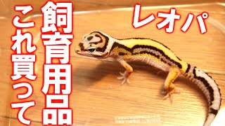 【2021年最新版！】レオパを飼育するなら絶対に買った方が良い飼育用品を紹介します【飼育歴8年】