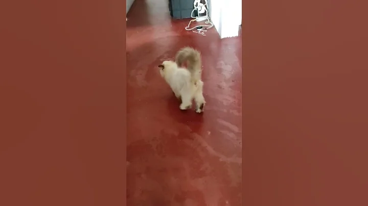 Video 7050291: himalayan cat, healthy cat food, funny cat