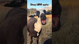 Confident Hands, Calm Sheep, Perfect Shear