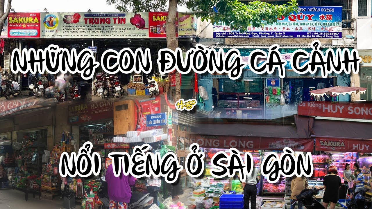cá cảnh nguyễn thông New Vlog 015 - Những con đường cá cảnh nổi tiếng ở Sài Gòn - Aquarium street in Sai Gon