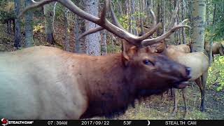 Up Close Elk Bugle with Chuckle