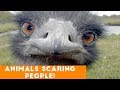 Funny Pets & Animals Scaring People Candid Reaction Comp April 2018 | Try Not to Laugh Animals